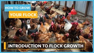 How to Grow your Flock (Lesson 1) - Introduction