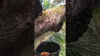 Harvesting Honey - Bee Master in Taiwan Ep- 666 By Sarvaivel Rad #honey #honeyhunting #bee