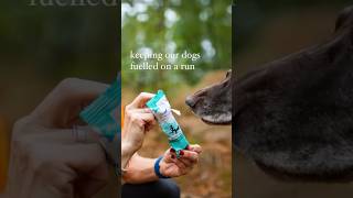 DOG NUTRITION & Canicross Dogs. ##dogshorts #shorts #dogs #trailrunning