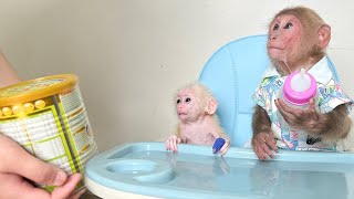 Bibi obediently helps Mom take care of the baby monkey to go buy milk!