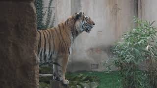 Zoo Hannover: Sibirischer Tiger-Leopard-Eisbären