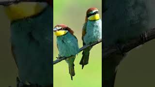 Two European Bee-eater #shorts #birds #birdsounds #cutebirds