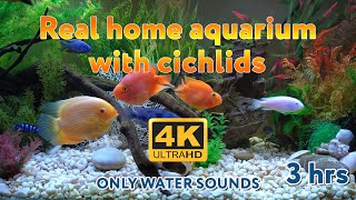 Real aquarium in 4K only water sounds 🐠 Cichlids 🍀 3 hours