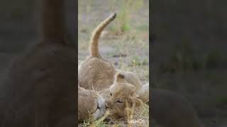 Lioness with her cubs facts😍#lion #cub #lioness #shorts #wild #wildlife #youtubeshorts #lionslife