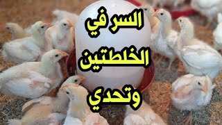 خلطتين لازم تعمليهم لفراخك والسر فيهم ؟..