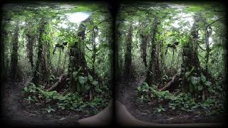 Hiking Through The Jungle of Costa Rica in 3D VR