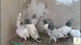 Sialkoti Kabootar | Aqeel Pigeon Master | Naseeb Kare Allah Pak