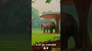 Elephant and ostrich 😍 in zoo visit #thumkeshwari #beautiful #animals  #thumkeshwarisong  #elephant