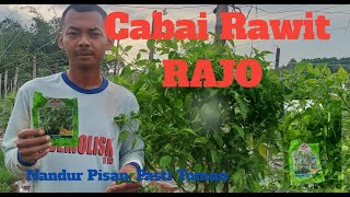 Cabai Rawit RAJO #sahabatcappanahmerah