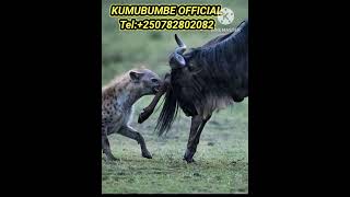 🛑 Watch this Wildebeest is attacking Hyena  #wildlife