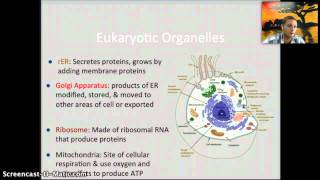 IB 1.2 - Ultrastructure of Cells