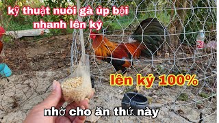 kỹ thuật nuôi gà nhanh lên ký và đạt hiệu quả 100% "NHỜ CHO ĂN THỨ NÀY" ☎️