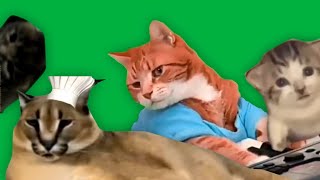 МЕМНЫЕ КОТЫ 2! ФУТАЖ GREEN SCREEN