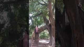 Tree House | Nature Love | Chattbir Zoo | Chandigarh