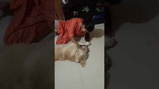 Golden retriever puppy love #shorts #youtubeshorts #goldenretriever #dog#viral