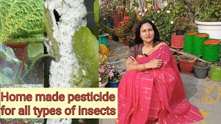 Home made pesticide for all types of insects and pests | Rashmi's World - Create to Decorate