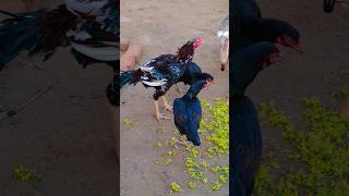 Shamoo Aseel Murgha with do black Aseel hens #aseelmurga #shamoaseelrooster #blackhen