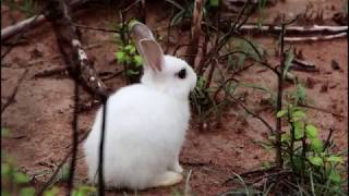 Survive three white cute baddies rabbits and feed them as pets