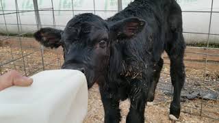 Thanks to all the new subscribers, new calf on the farm needs a name