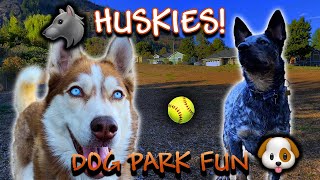 HUSKIES EVERYWHERE! Blue Heeler Makes Some FAST New Friends! 🐶