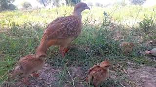 Grey Francolin or safed teetar || Francolinus pondicerianus || Teetar ke bacche !! partridge chicks