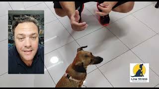 PORQUE O CACHORRO NÃO PEGA PETISCO NO BANHO E TOSA?