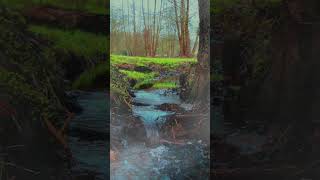 Relaxing Zen Music | Peaceful Music | Nature Sounds.#relaxationmusic #calmingsounds #shorts  #nature