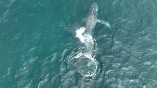 Entangled humpback is free!