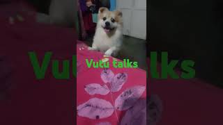 vutu talks #doglover #petlover #cute #pet plz.subscribe