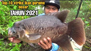 Top 10 strike ikan gurame babon di tahun 2021