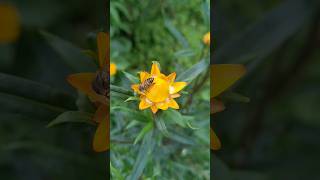 Beautiful Flowers at Kodaikanal 2023 #shorts #short #shortsvideo