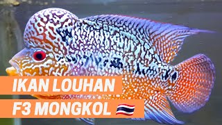 IKAN LOUHAN F3 MONGKOL THAILAND