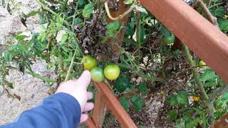 Week #19 2020 Update: That's All Folks! The Seasons Over, Still Have Some Tomatoes.