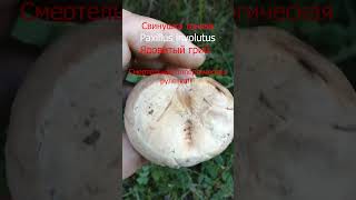 Свинушка тонкая #mushroom