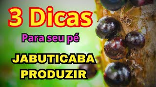 3 Dicas Infaliveis para seu Pé Jabuticaba produzir