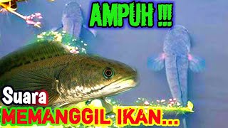 Suara Pemanggil Ikan Ke Permukaan || fish calling sound | Paser Mania