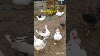 #chicken #poultry #shorts #animals #youtubeshorts #farming #animals #homestead