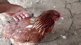 Como curar mis gallinas de coriza infecsiosa  #suscribete #comenta #comparte #gallinasponedoras