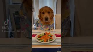 😂#goldenretriever#cute#funny#dog #deutschland#wien#love trendvideo#trending#reels#viral#tiktok #fyp