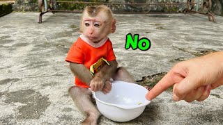 Tina the smart monkey tries everything to let her mother know that she is hungry.