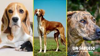 Perros sabueso  scent hound dogs  Clasificación de los sabuesos por su tamaño  SABUESO  🙌🐕💖😎🐾