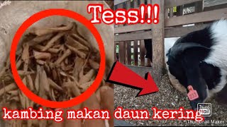 daun kering untuk pakan kambing, caranya mudah banget