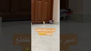 كاسكو وروز 🐦🐤