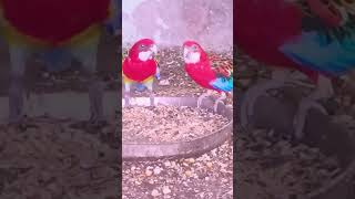 Rosella#parrot #birds #viralvideo #shortvideo