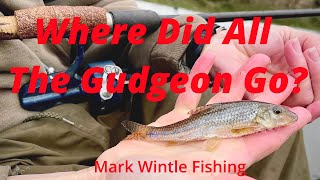 Where Did All The Gudgeon Go?