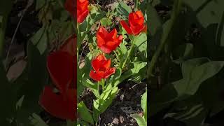 Кольори Тюльпанів #квітка #tulip #сад