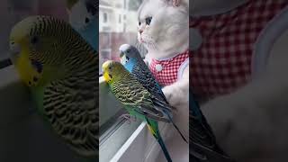 very wholesome animal videos #cat #funnycats #pets #funnypets #shorts #cute #animals #funny