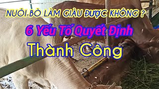 Nuôi Bò làm giàu 6 Yếu Tố Quyết Định Thành Công