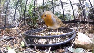 Close Up of the Robin