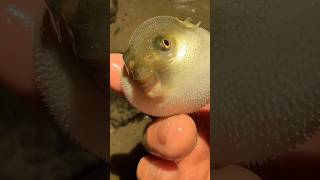 Puffer fish ❤️ . Fish farming #subscribemychannel #shorts #viralshorts